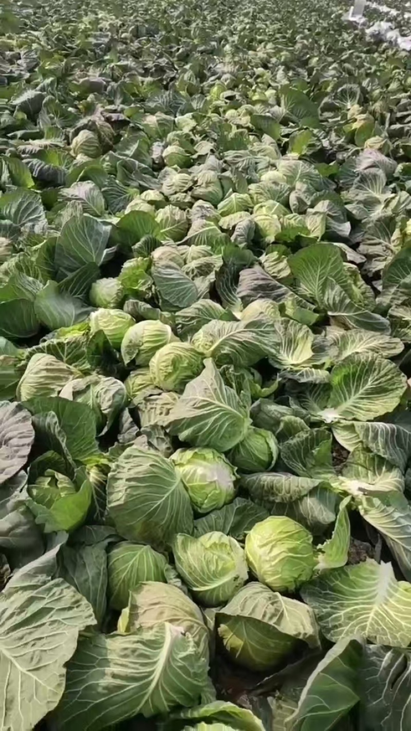 甘蓝圆包菜扁包菜大量有货可视频看货，保质保欢迎咨询