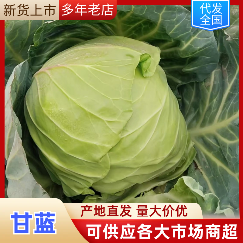 甘蓝圆包菜扁包菜大量有货可视频看货，保质保欢迎咨询