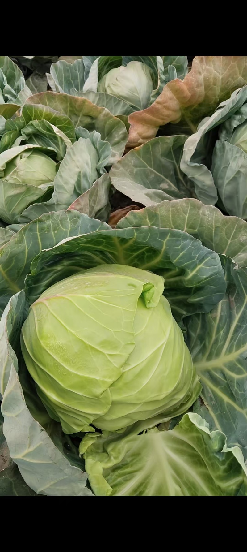 甘蓝圆包菜扁包菜大量有货可视频看货，保质保欢迎咨询