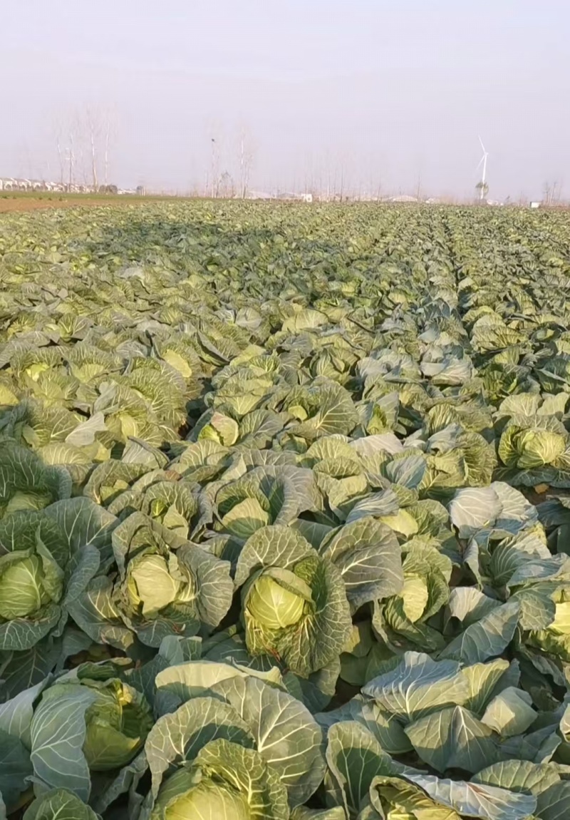 甘蓝圆包菜扁包菜大量有货可视频看货，保质保欢迎咨询