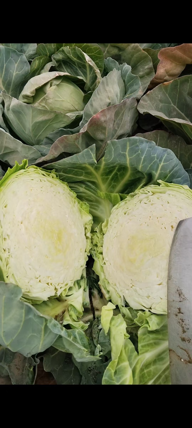 甘蓝圆包菜扁包菜大量有货可视频看货，保质保欢迎咨询