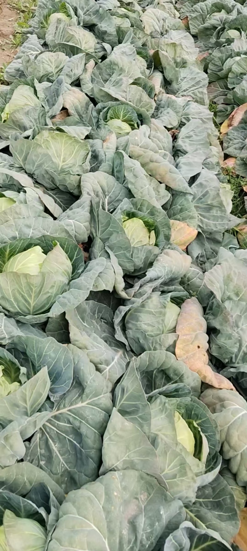 甘蓝圆包菜扁包菜大量有货可视频看货，保质保欢迎咨询