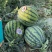 美嘟麒麟无籽西瓜糖度高皮薄口感好大量现货供应全国各地市场