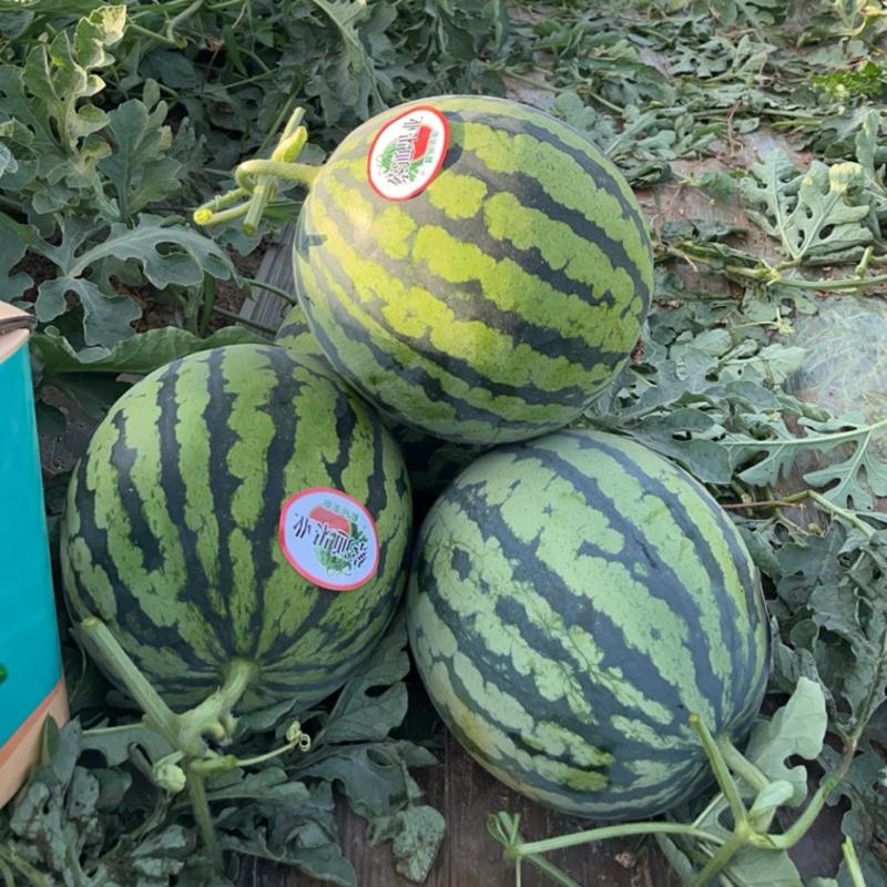 美嘟麒麟无籽西瓜糖度高皮薄口感好大量现货供应全国各地市场