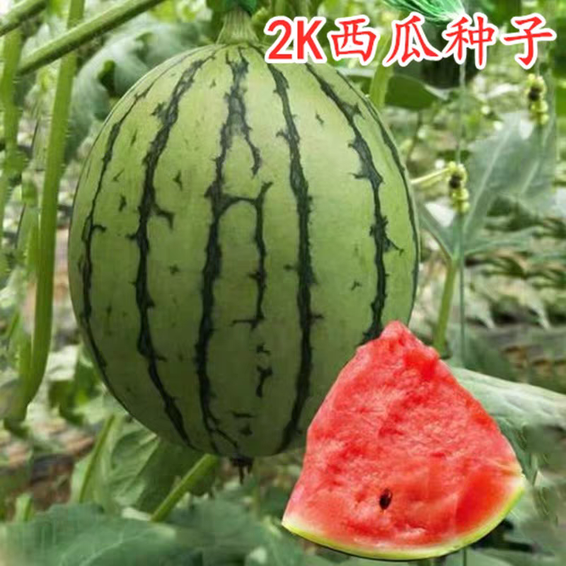 西瓜种子，礼品西瓜种子，小西瓜子全美2k