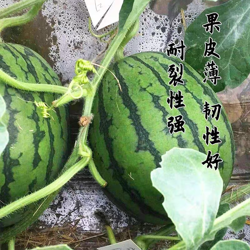 西瓜种子，礼品西瓜种子，小西瓜子全美2k