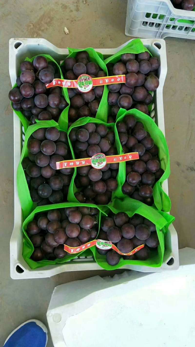 维多利亚葡萄，万亩葡萄基地品种齐全