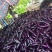 《紫长茄/烧烤茄子》基地现货/货源充足/价格便宜/全国发