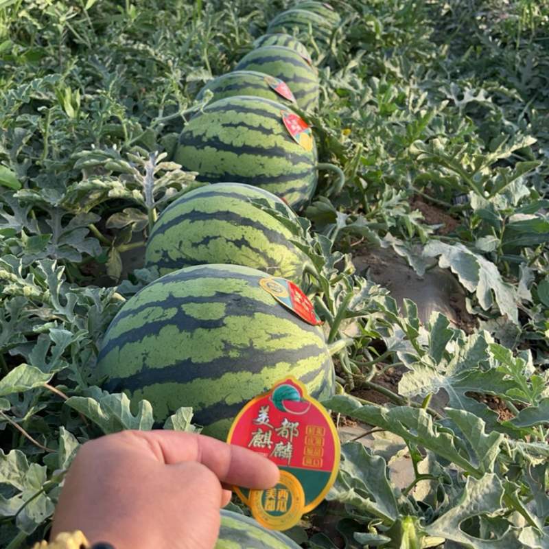 美嘟西瓜🍉麒麟无籽美嘟大量现货供应全国各地市场货源充足