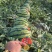 美嘟西瓜🍉麒麟无籽美嘟大量现货供应全国各地市场货源充足