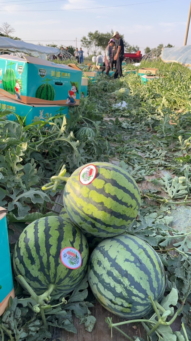 美嘟西瓜🍉麒麟无籽美嘟大量现货供应全国各地市场货源充足