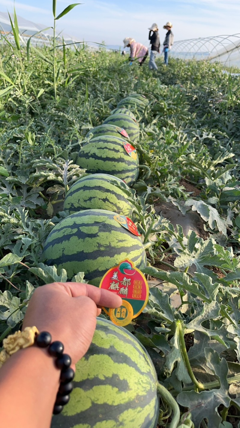美嘟西瓜🍉麒麟无籽美嘟大量现货供应全国各地市场货源充足