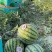 美嘟西瓜🍉麒麟无籽美嘟大量现货供应全国各地市场货源充足