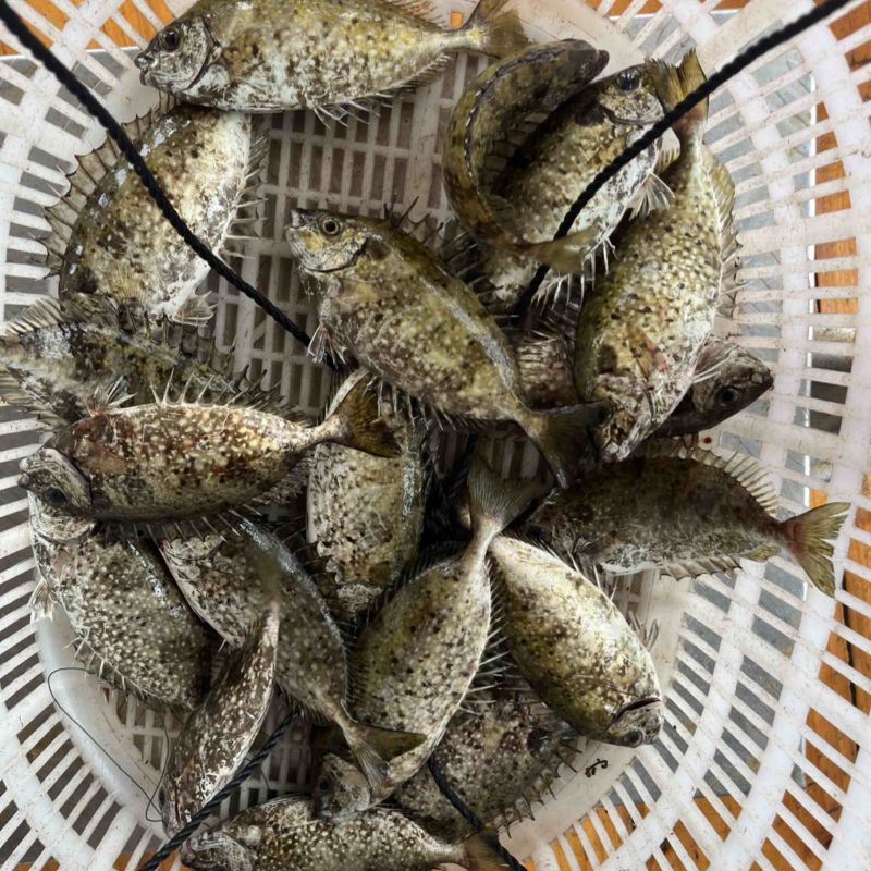 泥猛鱼，篮子鱼，臭肚鱼，乌子婆