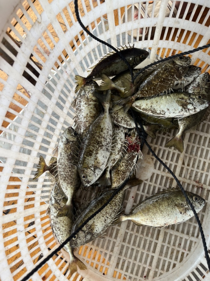 泥猛鱼，篮子鱼，臭肚鱼，乌子婆