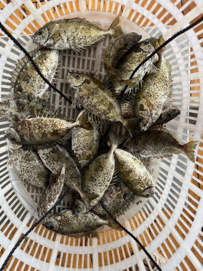 泥猛鱼，篮子鱼，臭肚鱼，乌子婆