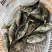 泥猛鱼，篮子鱼，臭肚鱼，乌子婆