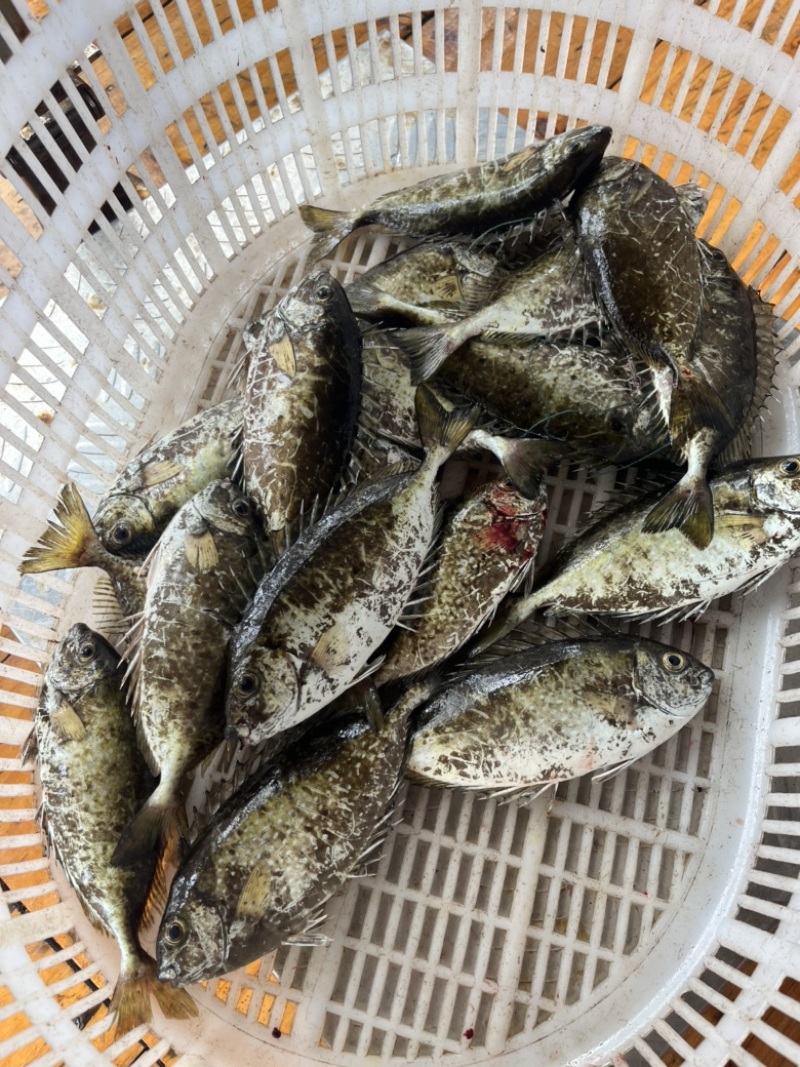 泥猛鱼，篮子鱼，臭肚鱼，乌子婆