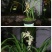 种植野生兰花，芳兰幽香，心神愉悦/大量有货/对接全国