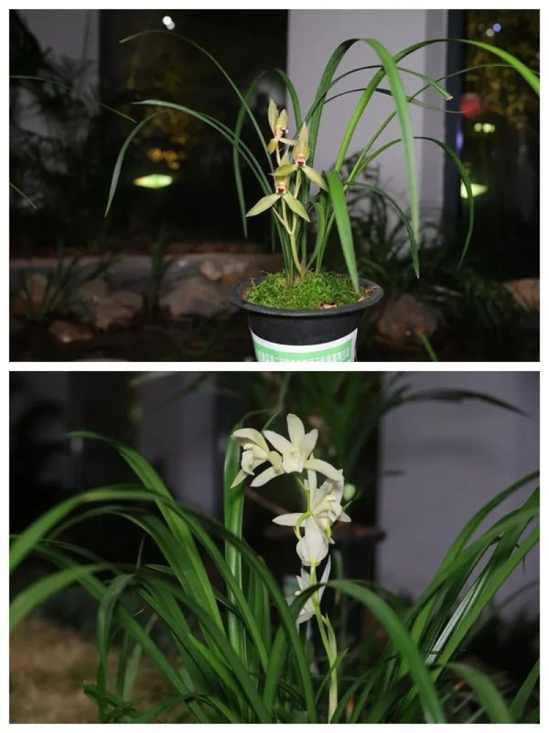 种植野生兰花，芳兰幽香，心神愉悦/大量有货/对接全国