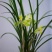 种植野生兰花，芳兰幽香，心神愉悦/大量有货/对接全国