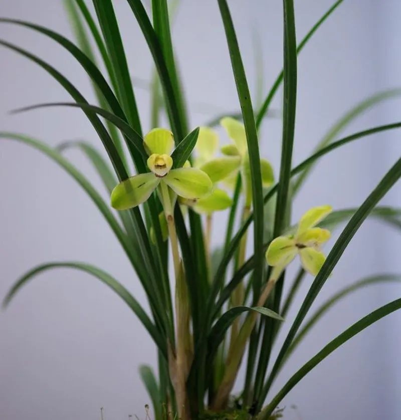 种植野生兰花，芳兰幽香，心神愉悦/大量有货/对接全国