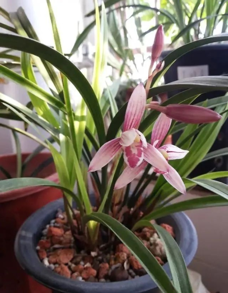 种植野生兰花，芳兰幽香，心神愉悦/大量有货/对接全国