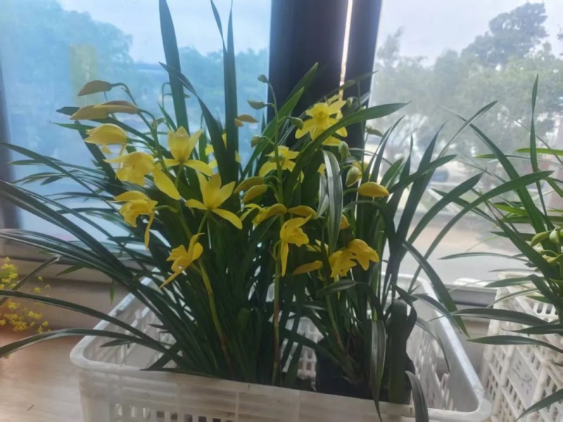 种植野生兰花，芳兰幽香，心神愉悦/大量有货/对接全国