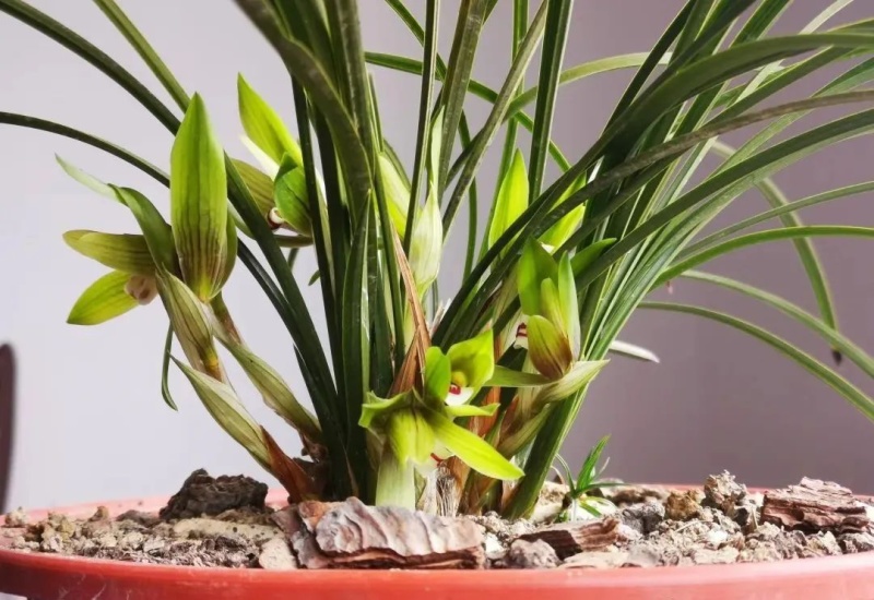 种植野生兰花，芳兰幽香，心神愉悦/大量有货/对接全国