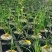 种植野生兰花，芳兰幽香，心神愉悦/大量有货/对接全国