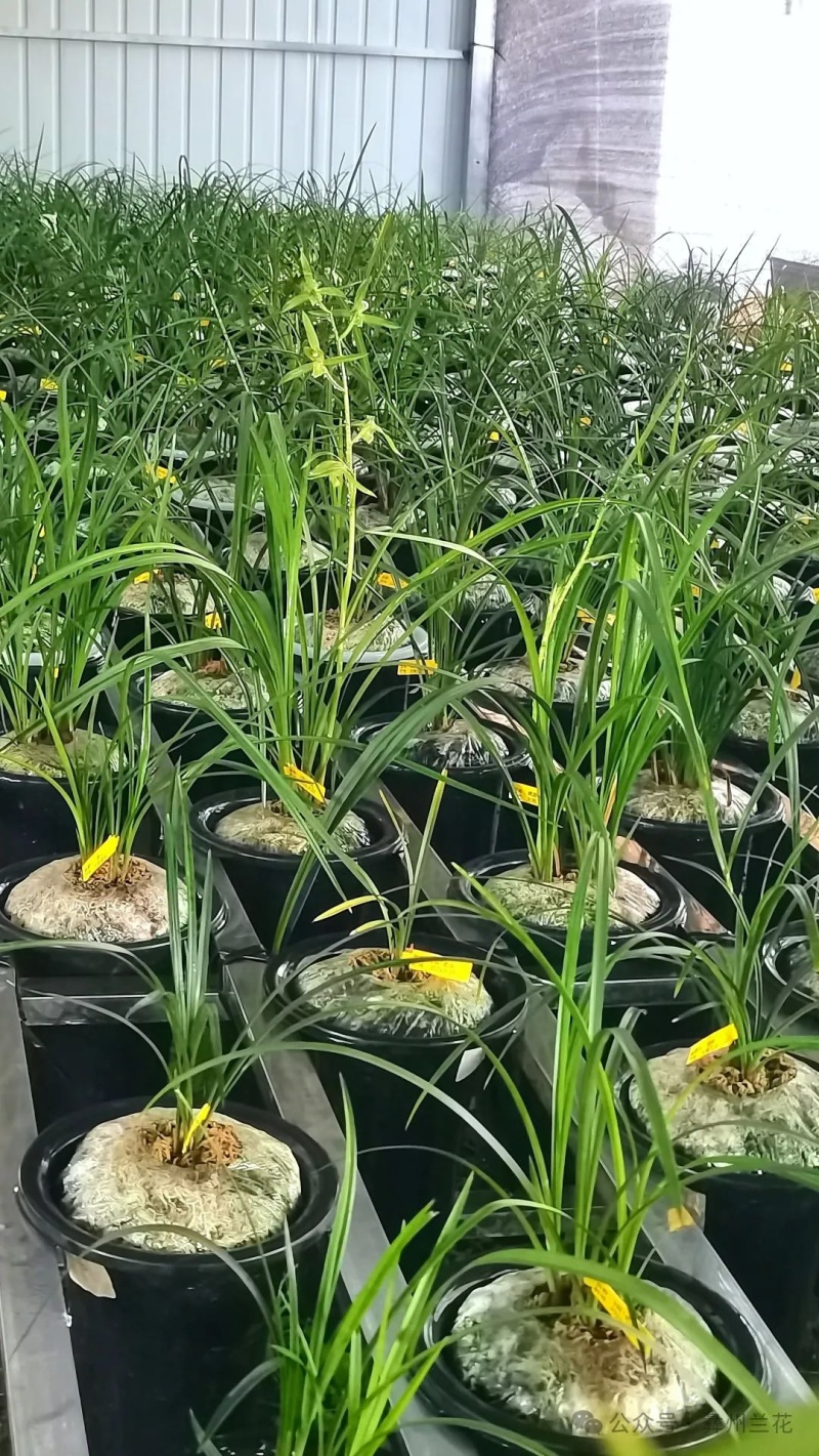 种植野生兰花，芳兰幽香，心神愉悦/大量有货/对接全国