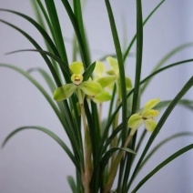 种植野生兰花，芳兰幽香，心神愉悦/大量有货/对接全国
