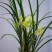 种植野生兰花，芳兰幽香，心神愉悦/大量有货/对接全国