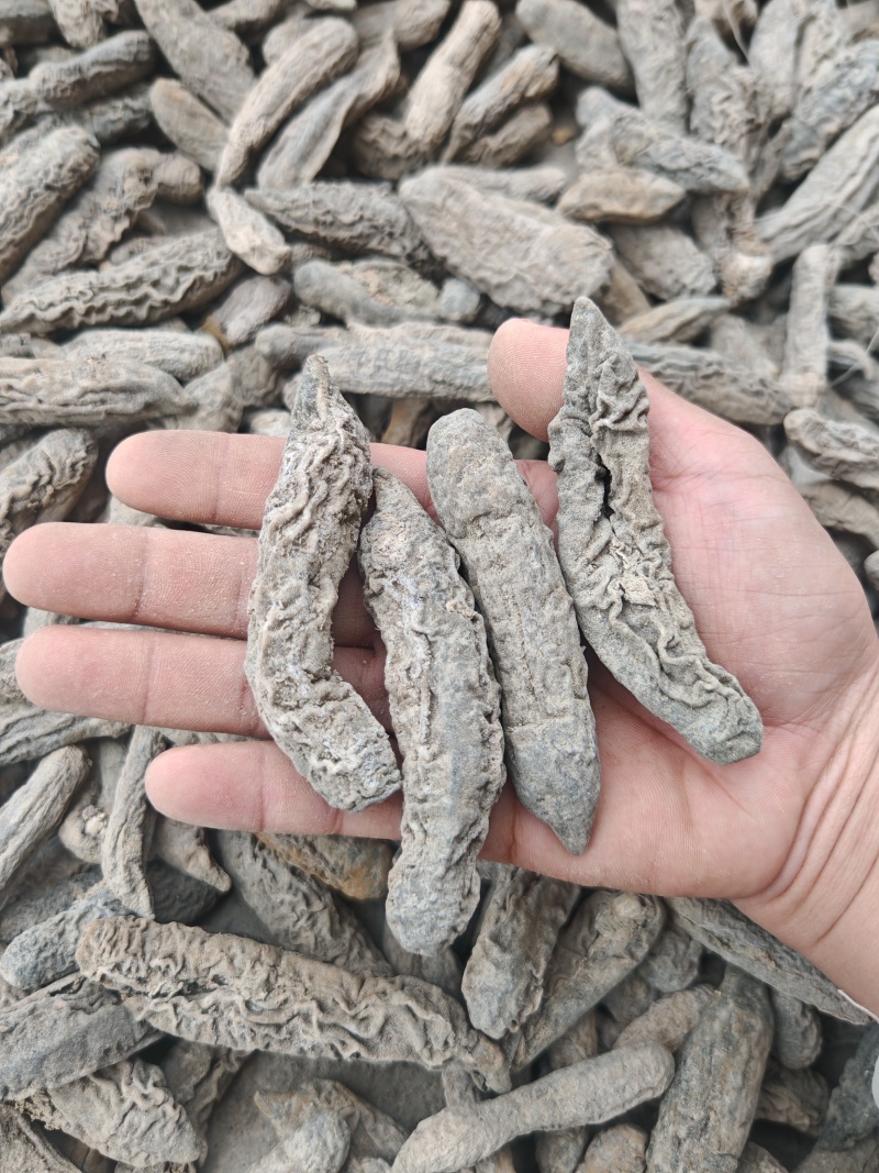 9成干越南60头茄参