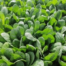 河南汝州大叶菠菜大量有货，规格齐全，保质保量货发全国