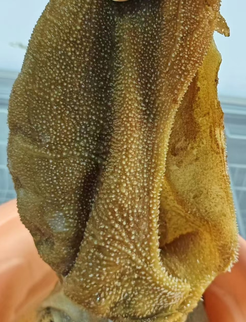 毛肚