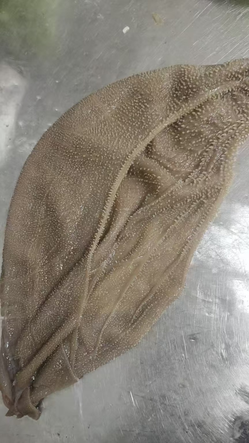 毛肚