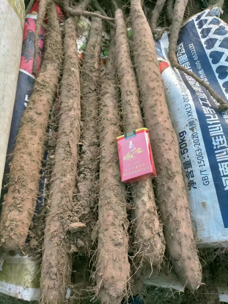 白玉山药品质保证价格美丽产地直发欢迎联系