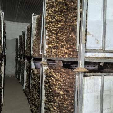 白玉山药品质保证价格美丽产地直发欢迎联系