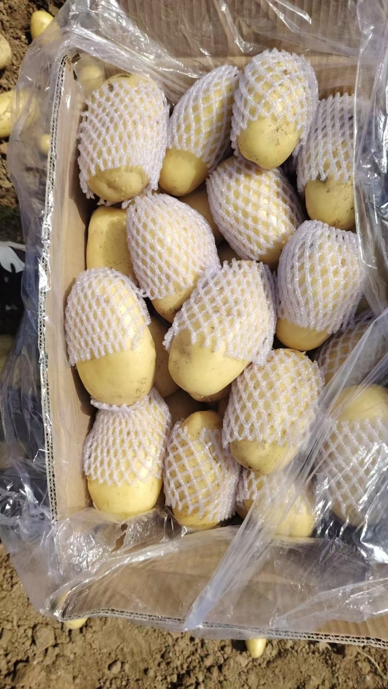 精品土豆