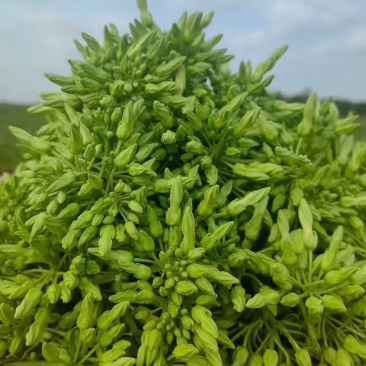 夜香花