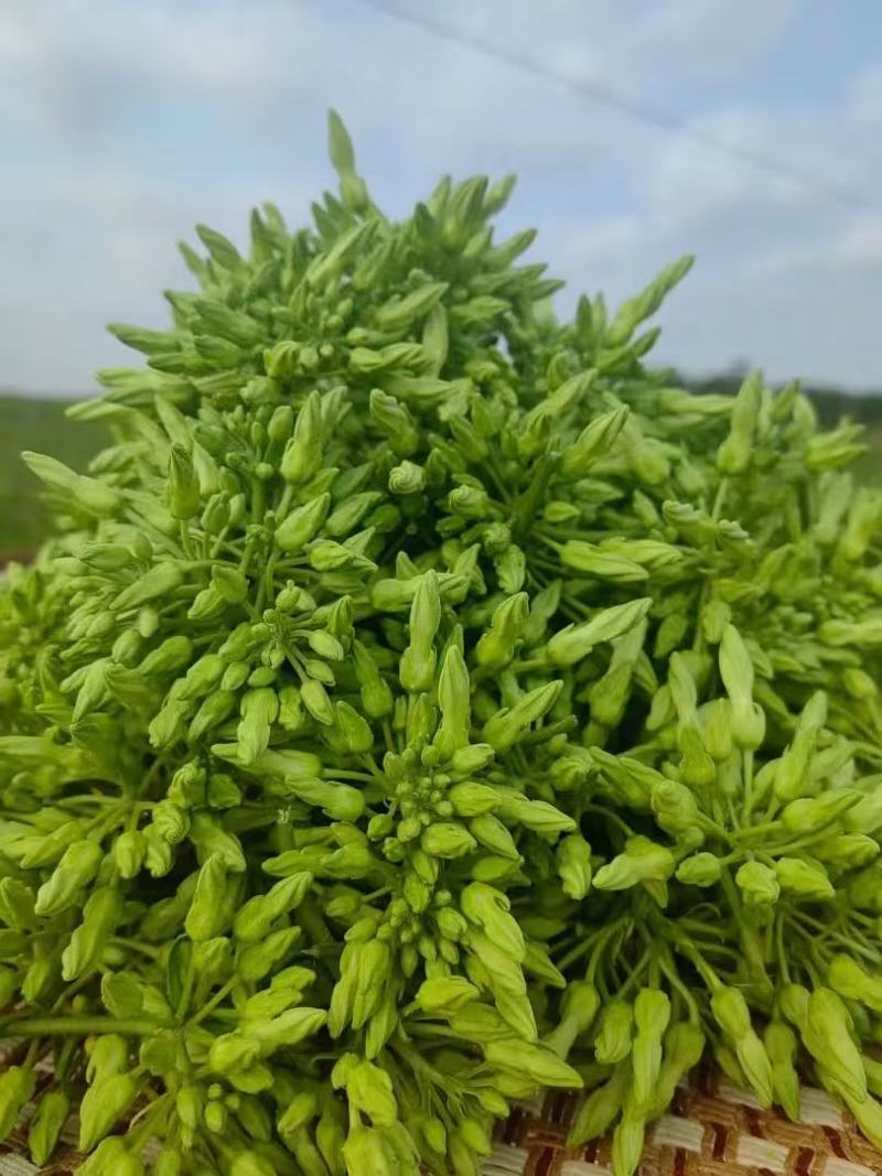 夜香花