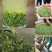 信阳毛尖绿茶