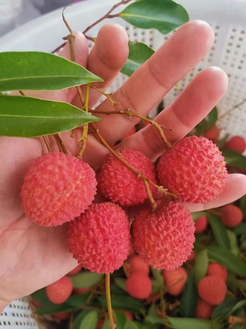 桂味荔枝