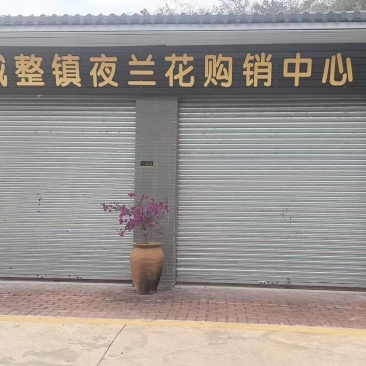 新鲜花上市