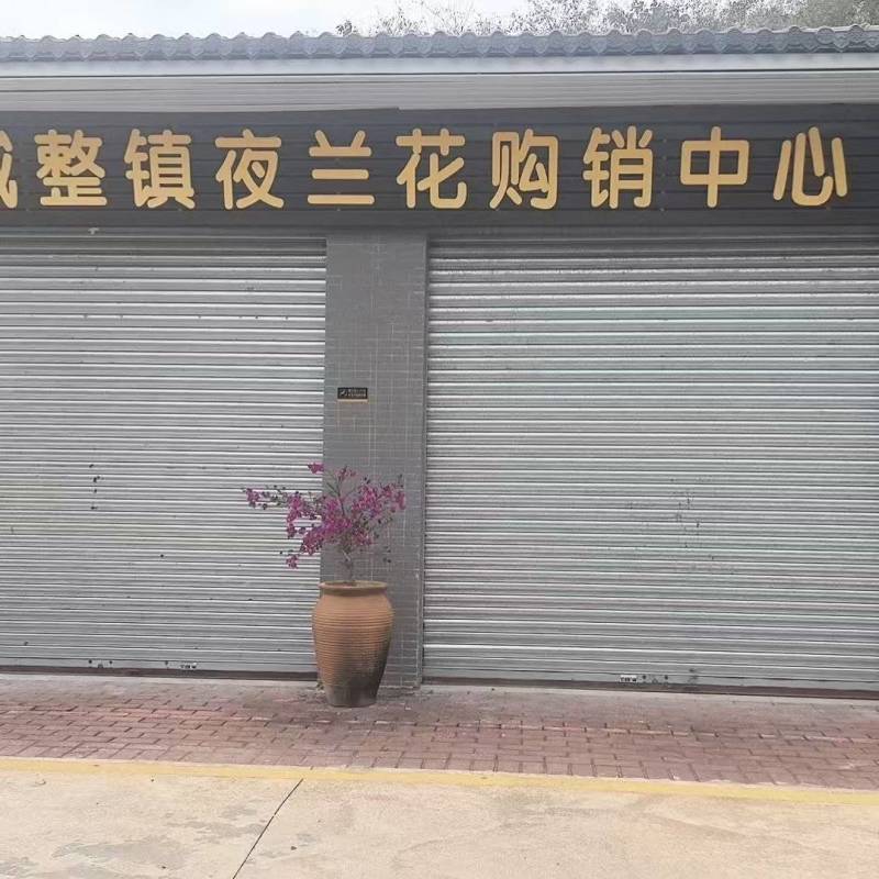 新鲜花上市