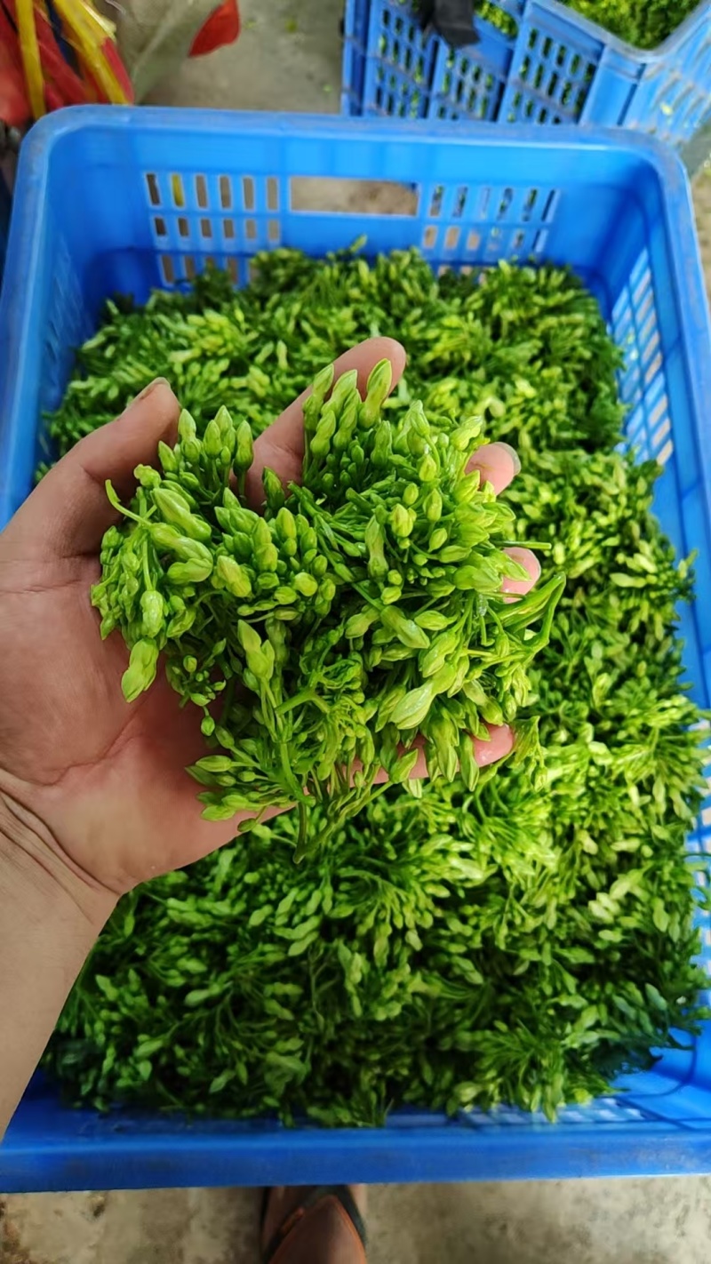 新鲜花上市