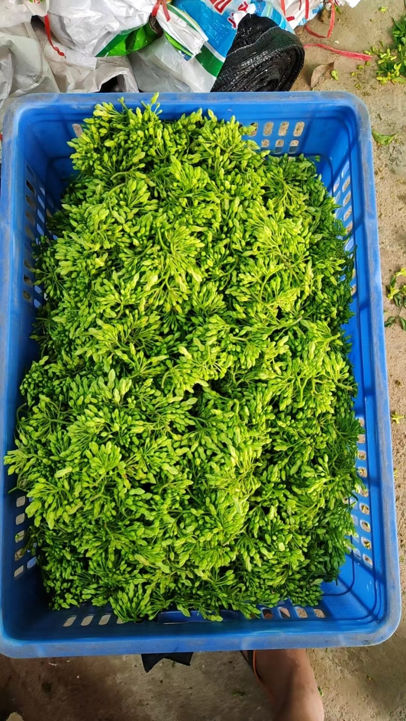 新鲜花上市