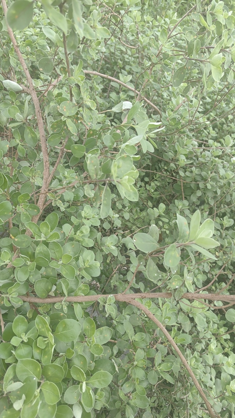 蔓荆子，优质纯正，江西单叶蔓荆子大苗，一手货源，全国发货