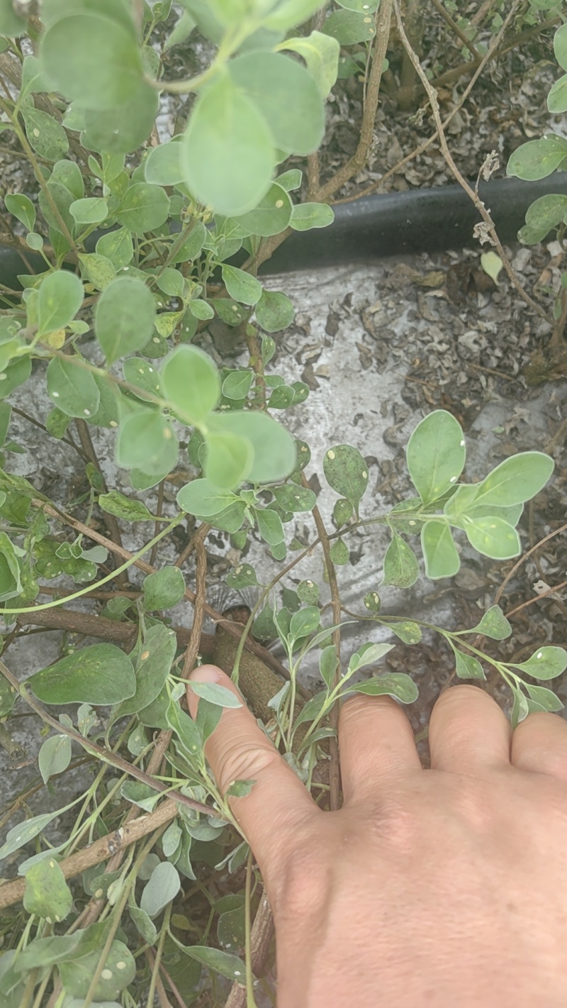 蔓荆子，优质纯正，江西单叶蔓荆子大苗，一手货源，全国发货
